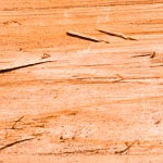 Cedar