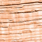 Oak